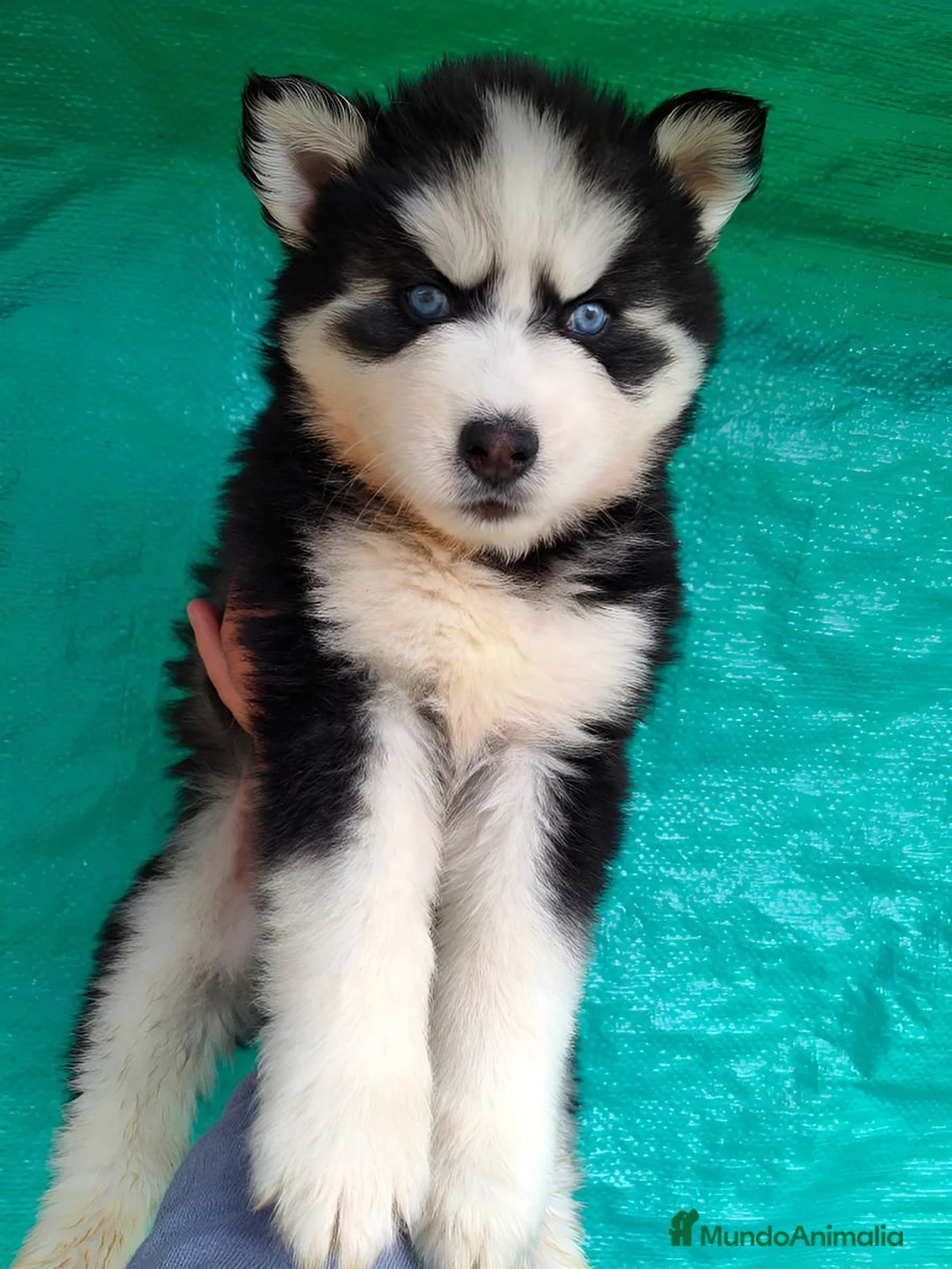 Husky Siberiano perros en venta: Preciosos husky puppies 🐺 - Anuncio 1