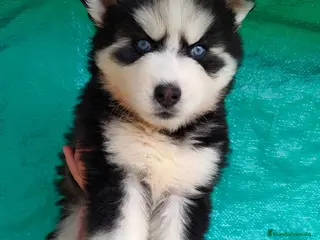 Husky Siberiano perros Preciosos husky puppies 🐺 - Anuncio 3