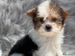 Biewer Yorkshire Terrier a la Pom Pon perros en Barcelona - Anuncio 8