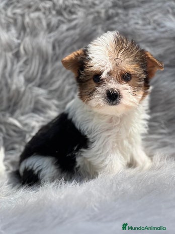 Biewer Yorkshire Terrier a la Pom Pon perros en Barcelona - Anuncio 8