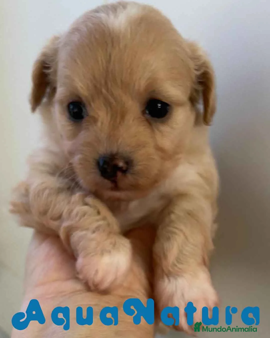 Chihuahua perros en venta:  Chihuahua Hembra de Reina y Choc AQUANATURA - Anuncio 2