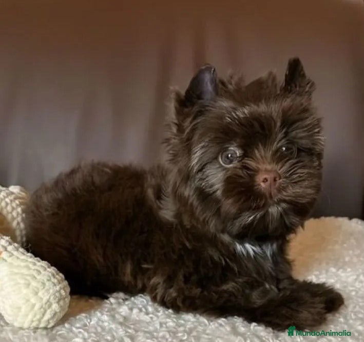 Yorkshire Terrier perros Hembras Yorkshire Chocolate exclusivas  - Anuncio 1