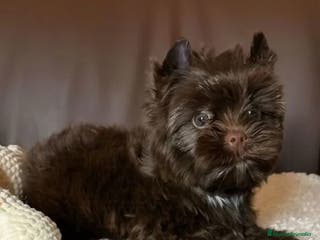 Yorkshire Terrier perros Hembras Yorkshire Chocolate exclusivas - Anuncio 18