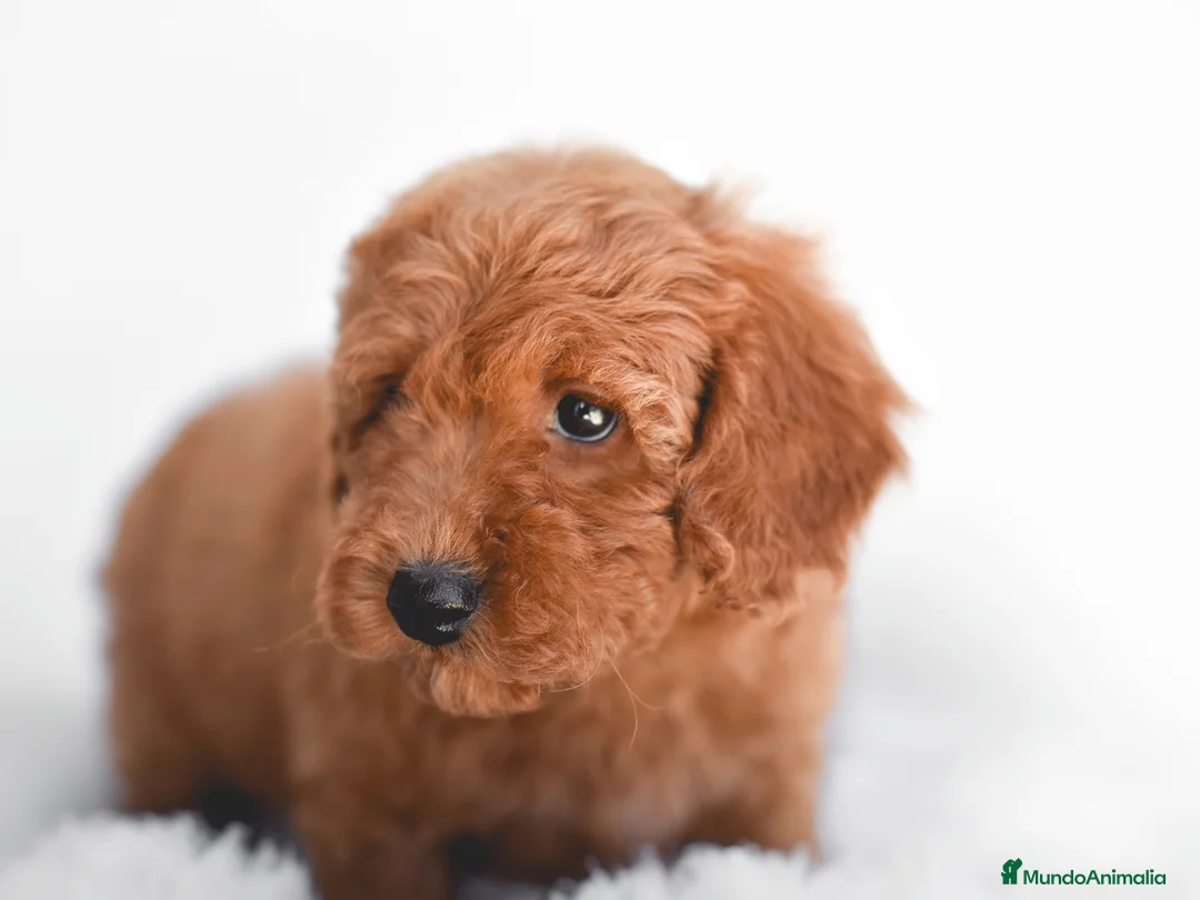 Caniche Enano perros en venta: CANICHES - Anuncio 3