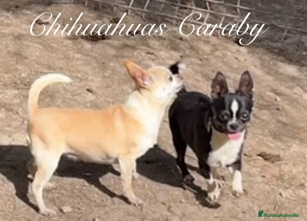 Chihuahua perros en venta: Caraby Chihuahuas en Benidorm  en Alicante - Anuncio 15
