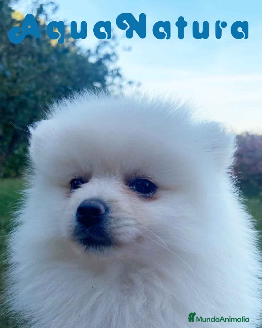 Pomerania perros  Pomerania Hembra 7520 - AQUANATURA en Barcelona - Anuncio 2