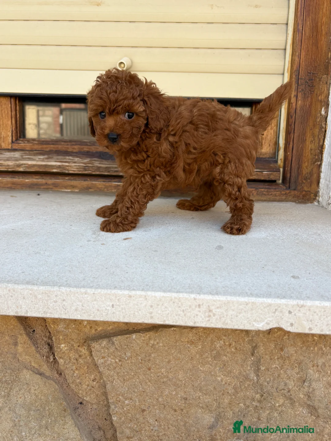 Caniche Toy perros en venta: Caniche toy - Anuncio 1