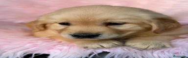 Golden Retriever 5