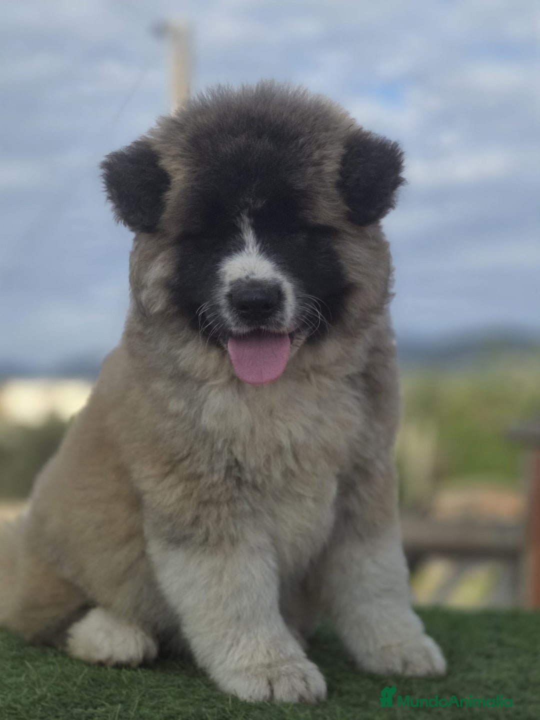 Akita Inu perros en venta: Akita - Anuncio 6