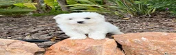 Bichón Maltés perros en venta: BICHON MALTES - Anuncio 4