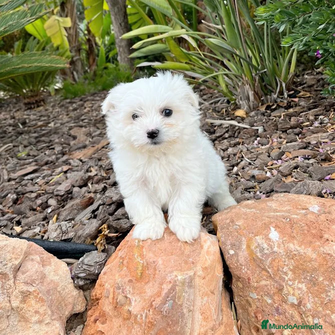 Bichón Maltés perros en venta: BICHON MALTES - Anuncio 4