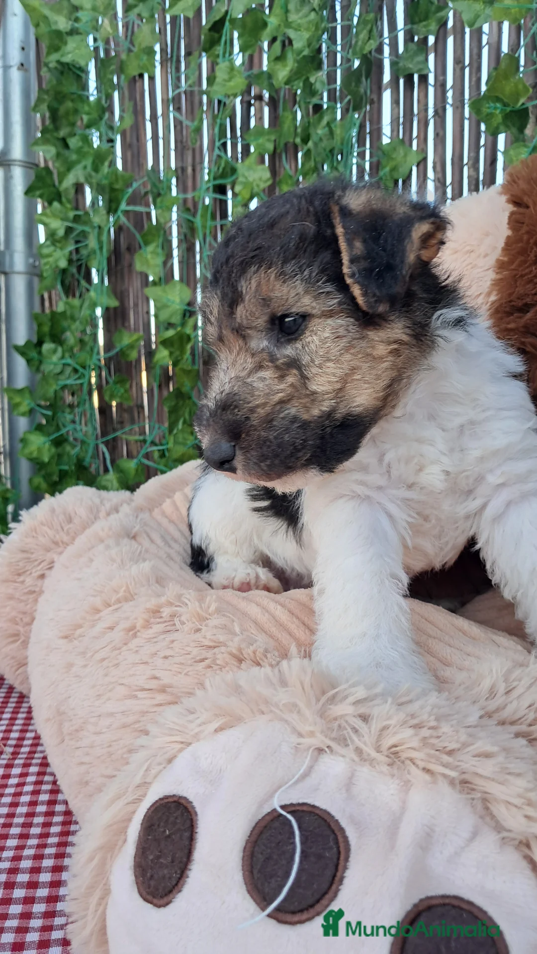 Fox Terrier de Pelo Duro perros en venta: Bebes Foxterrier  - Anuncio 1