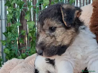 Fox Terrier de Pelo Duro perros Bebes Foxterrier - Anuncio 1