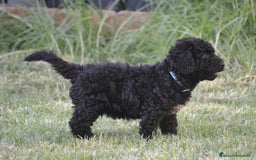 Perro de Agua Español perros en venta: Cachorra perro de agua  - Imagen 5