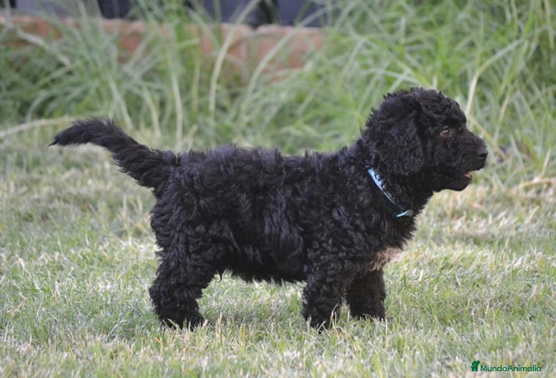 Perro de Agua Español perros en venta: Cachorra perro de agua  - Imagen 5
