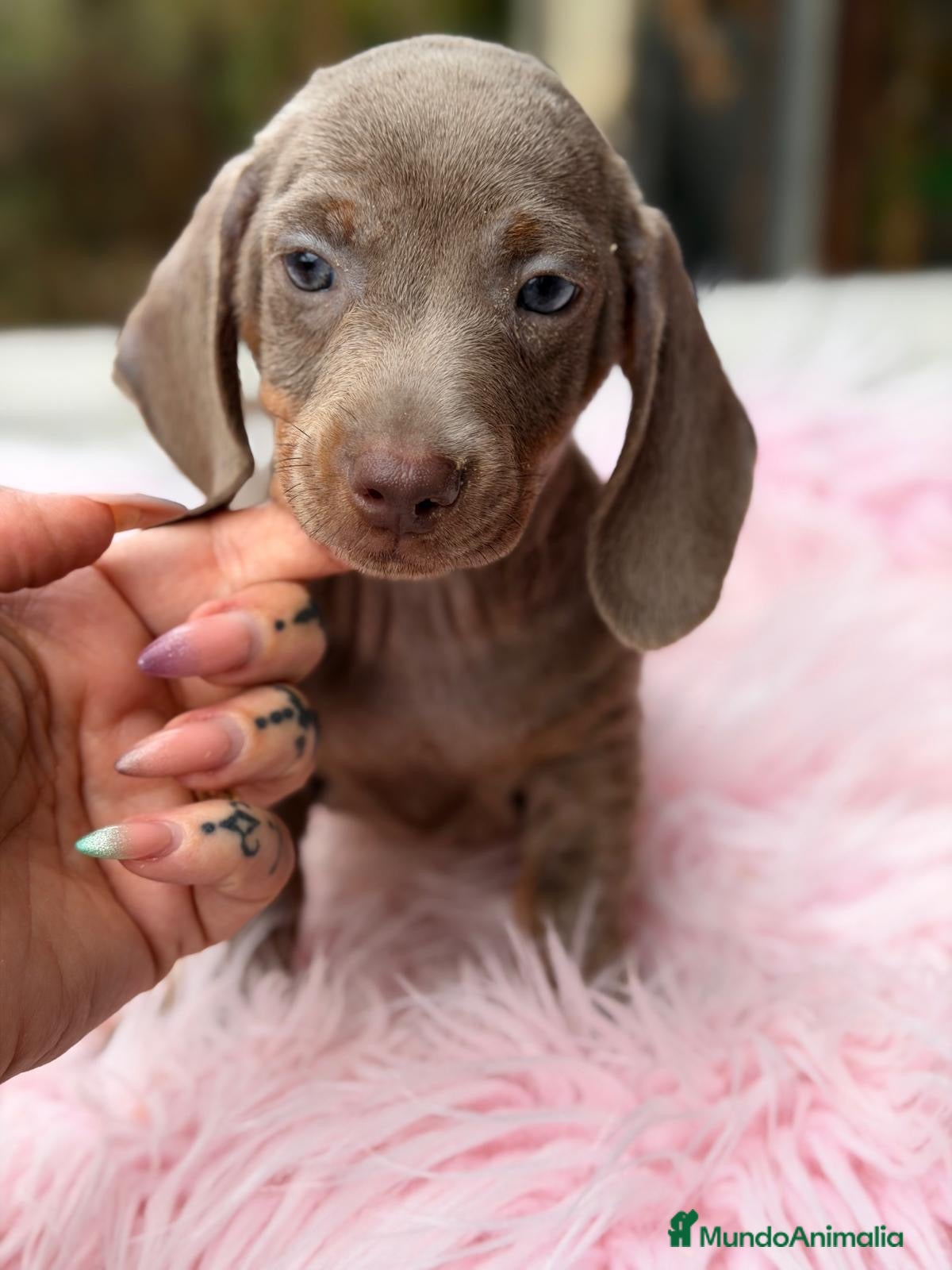Teckel Miniatura perros Teckel hembras disponibles🐾🩷 - Anuncio 2