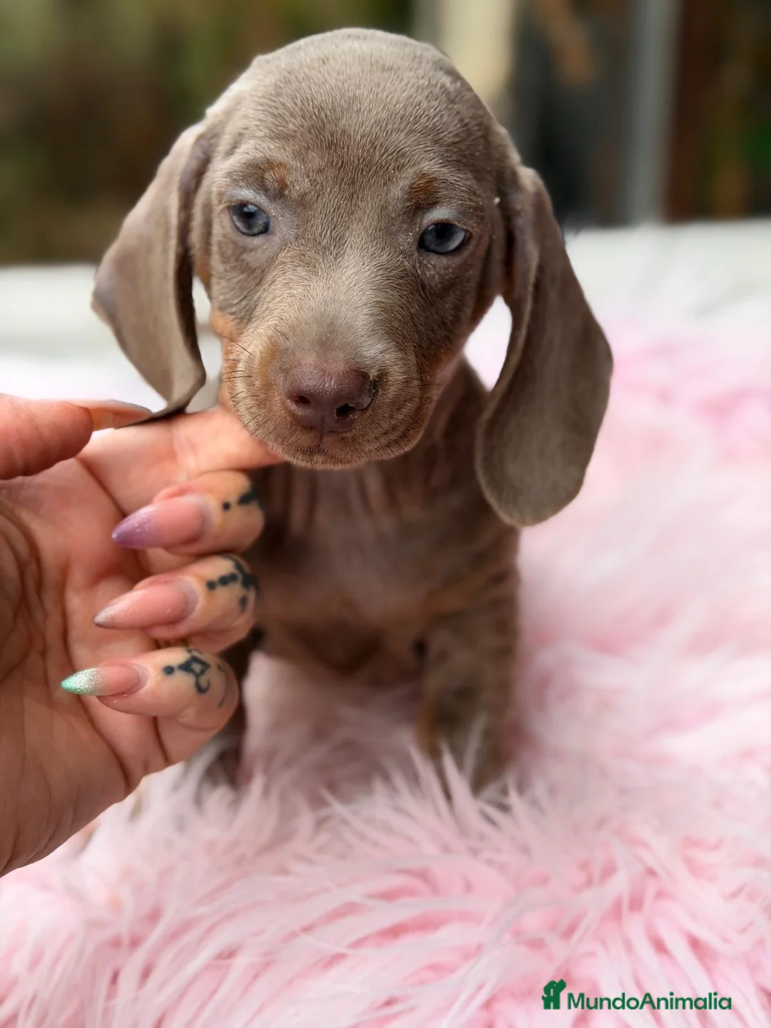 Teckel Miniatura perros en venta: Teckel hembras disponibles🐾🩷 - Anuncio 1