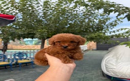 Caniche Toy perros en venta: Excelente camada Caniche Toy - Imagen 5