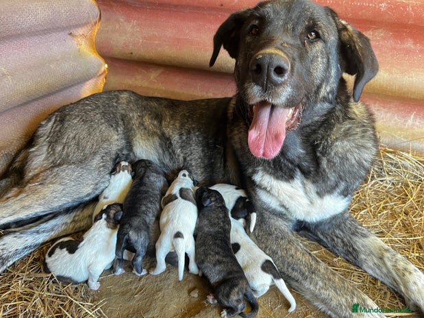 Mastín Español perros - Anuncio 1