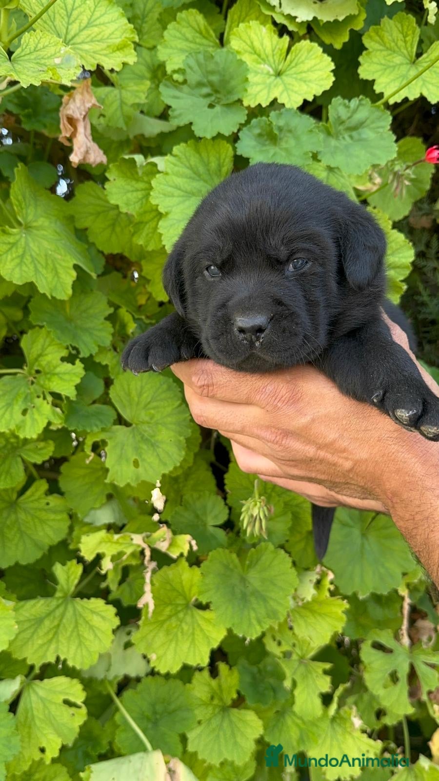 Labrador Retriever perros LABRADOR - Anuncio 2