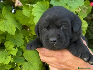 Labrador Retriever perros LABRADOR - Anuncio 2
