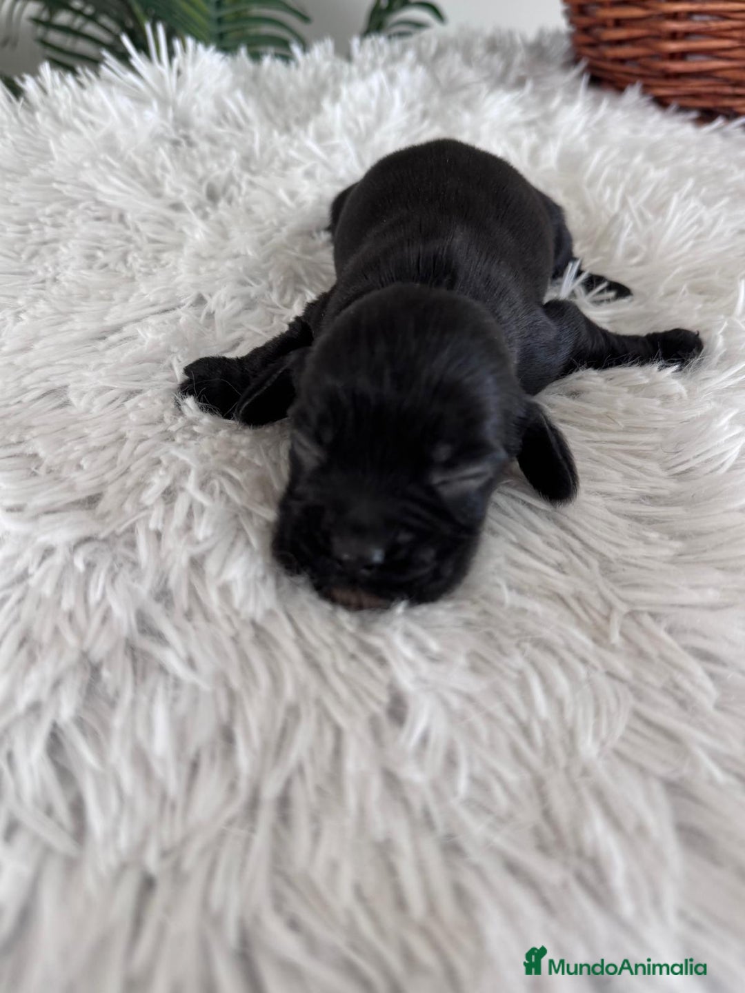 Cocker Spaniel Inglés perros en venta: COCKER MACHO - Imagen 5