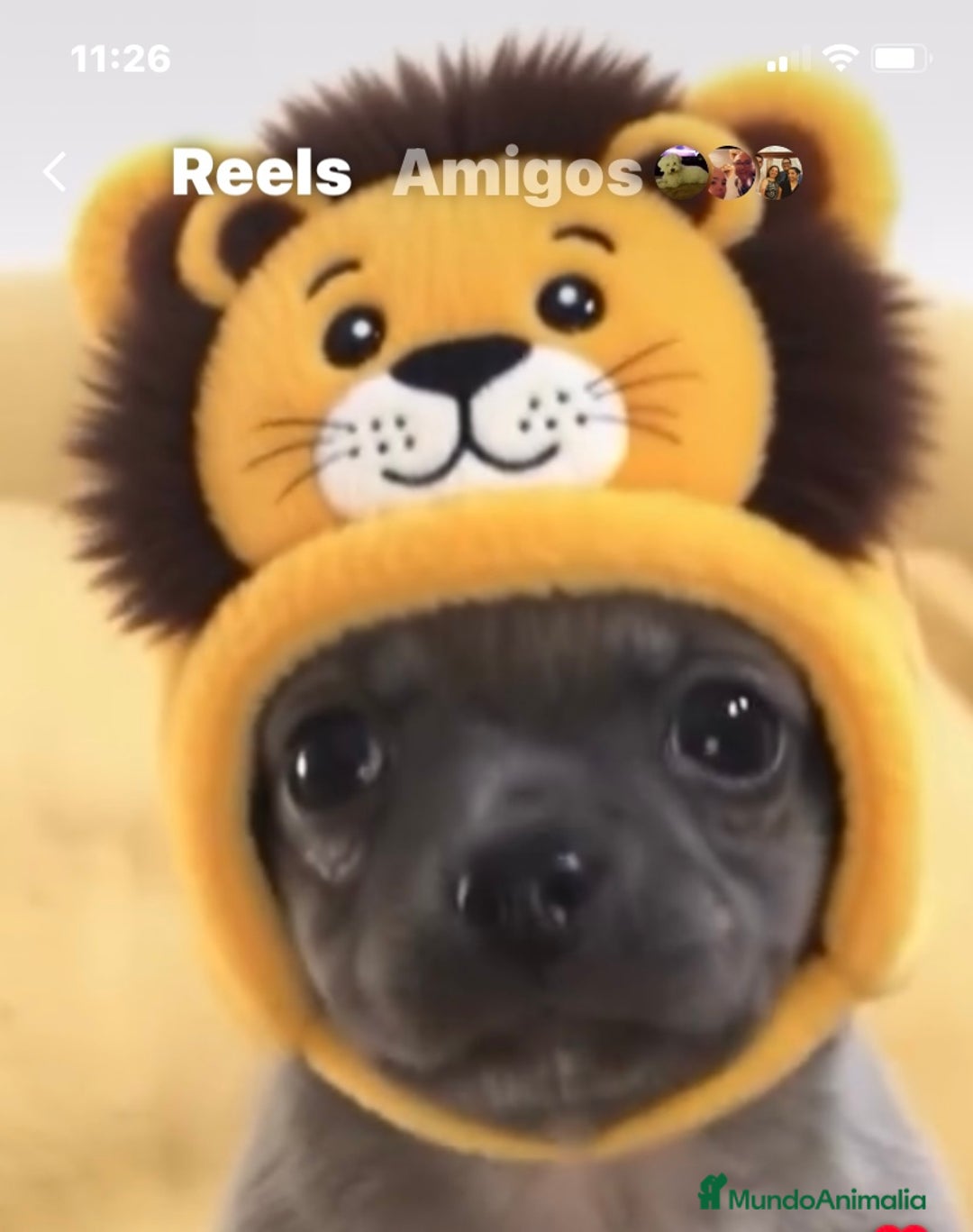 Chihuahua perros en venta: Preciosos chihuahuas toy  - Anuncio 1