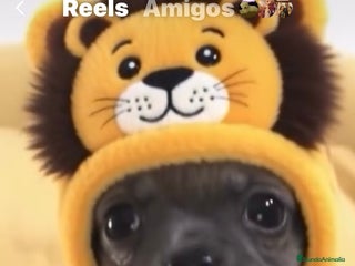 Chihuahua perros Preciosos chihuahuas toy - Anuncio 1