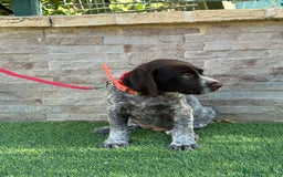 Braco Alemán de Pelo Duro perros en venta: Disponibles cachorros de drahthaar - Imagen 6