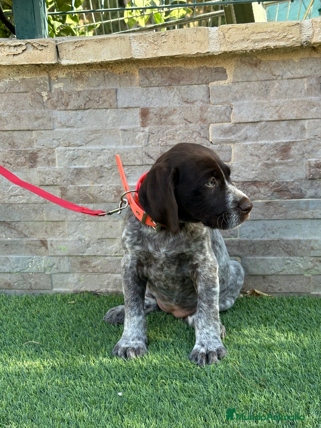 Braco Alemán de Pelo Duro perros en venta: Disponibles cachorros de drahthaar - Imagen 6