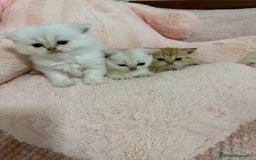 Scottish Straight gatos en venta: Scottish straight - Imagen 5