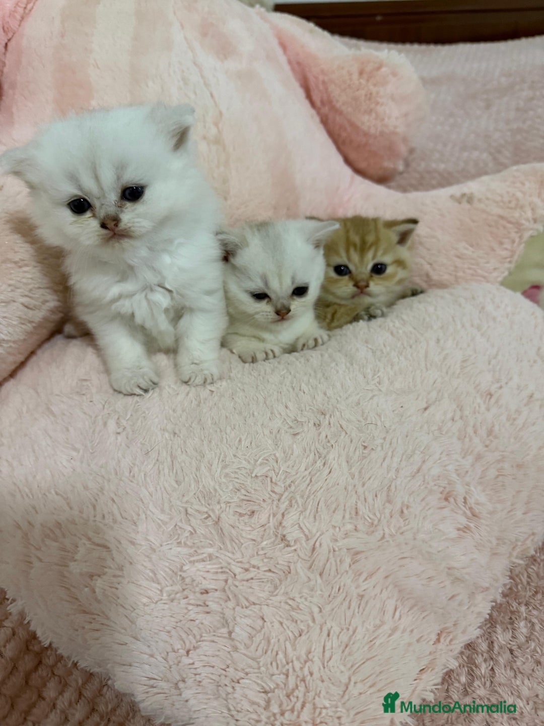 Scottish Straight gatos en venta: Scottish straight - Imagen 5