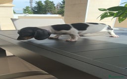 Teckel Miniatura perros en venta: Teckel pielbad mini ♂️ - Imagen 9
