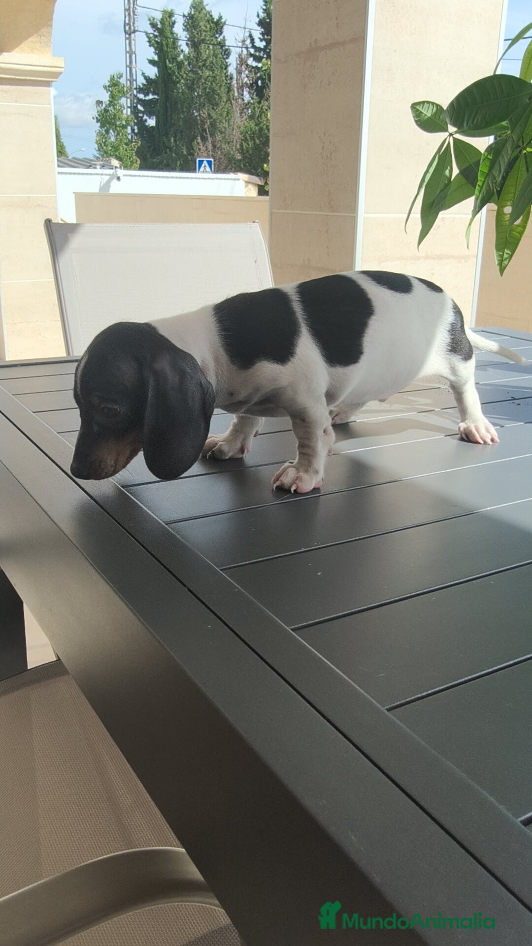 Teckel Miniatura perros en venta: Teckel pielbad mini ♂️ - Imagen 9
