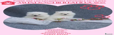Pomerania Cachorro 2