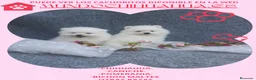 Pomerania perros en venta: PRECIOSO CACHORITO DE POMERANIA  - Anuncio 10