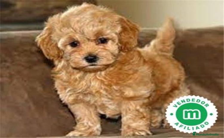 Maltipoo perros - Anuncio 1