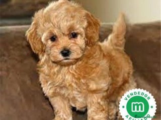 Maltipoo perros - Anuncio 35