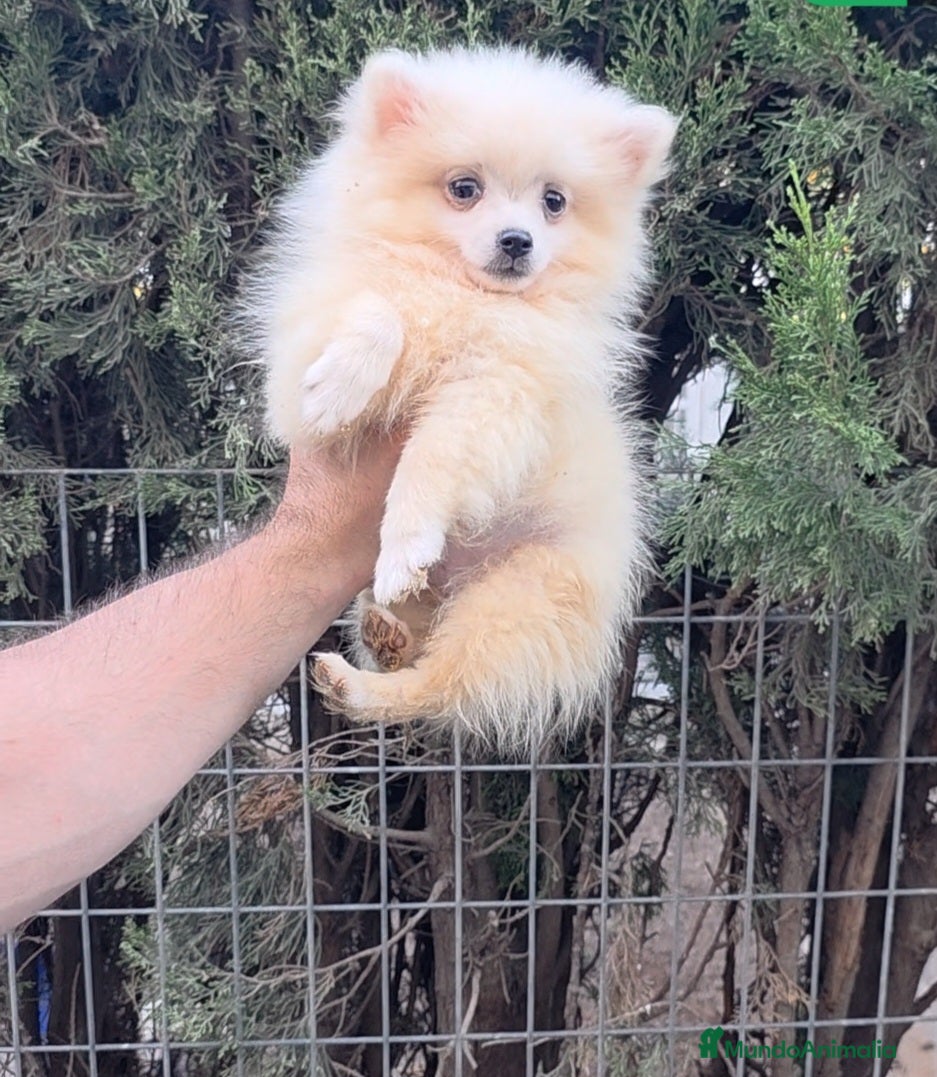 Pomerania perros Pomerania crema hembra  - Anuncio 3