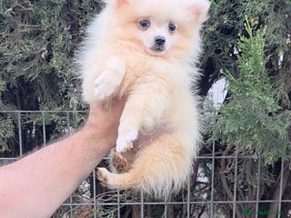 Pomerania perros Pomerania crema hembra - Anuncio 3