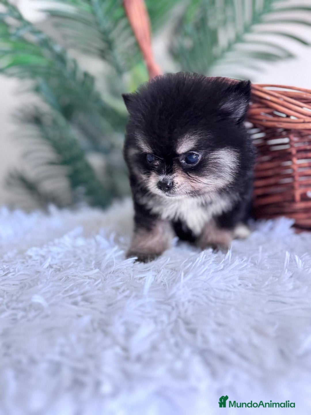 Pomerania perros en venta: POMERANIA HEMBRA - Imagen 5