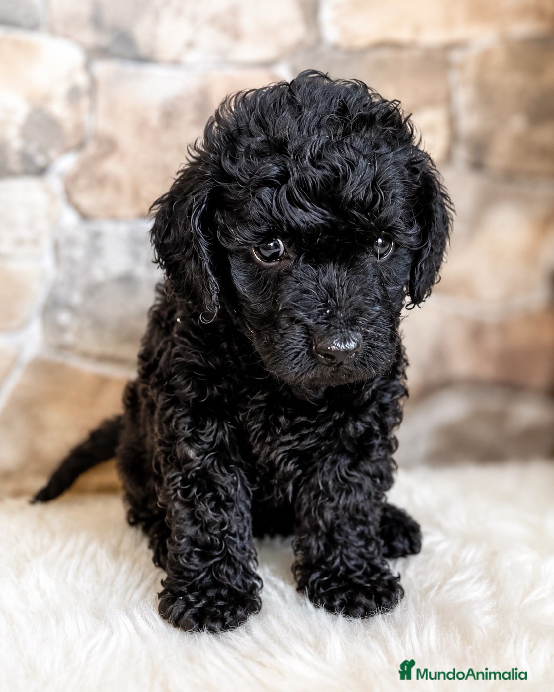 Caniche Toy perros Económicos!!!! Caniches negros toy🐶🐾 - Anuncio 1