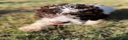 Perro de Agua Español perros en venta: Disponible Perros de agua de Calidad  - Anuncio 12