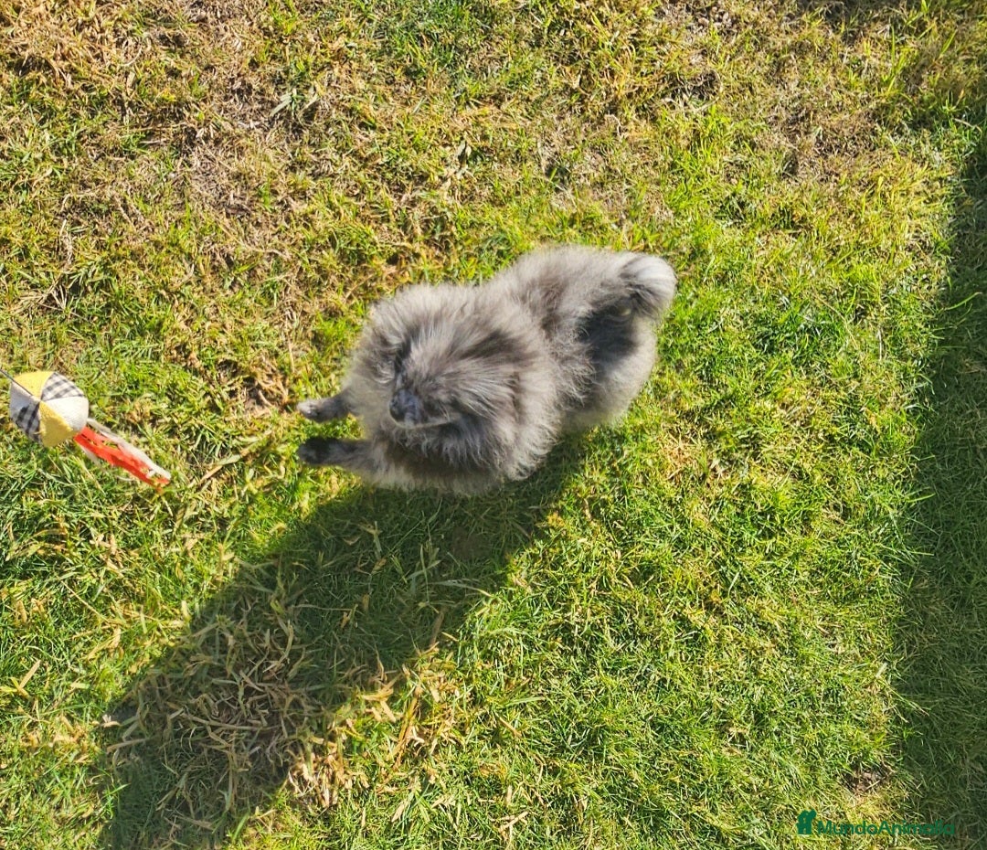 Pomerania perros en venta: PRECIOSA HEMBRITA MERLE  - Anuncio 5