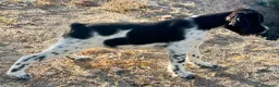 Épagneul Breton perros en venta: Epagneul bretón  - Anuncio 4