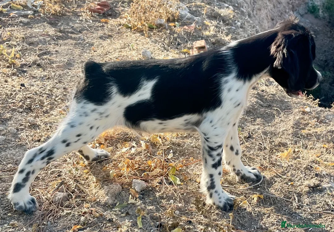 Épagneul Breton perros en venta: Epagneul bretón  - Anuncio 4