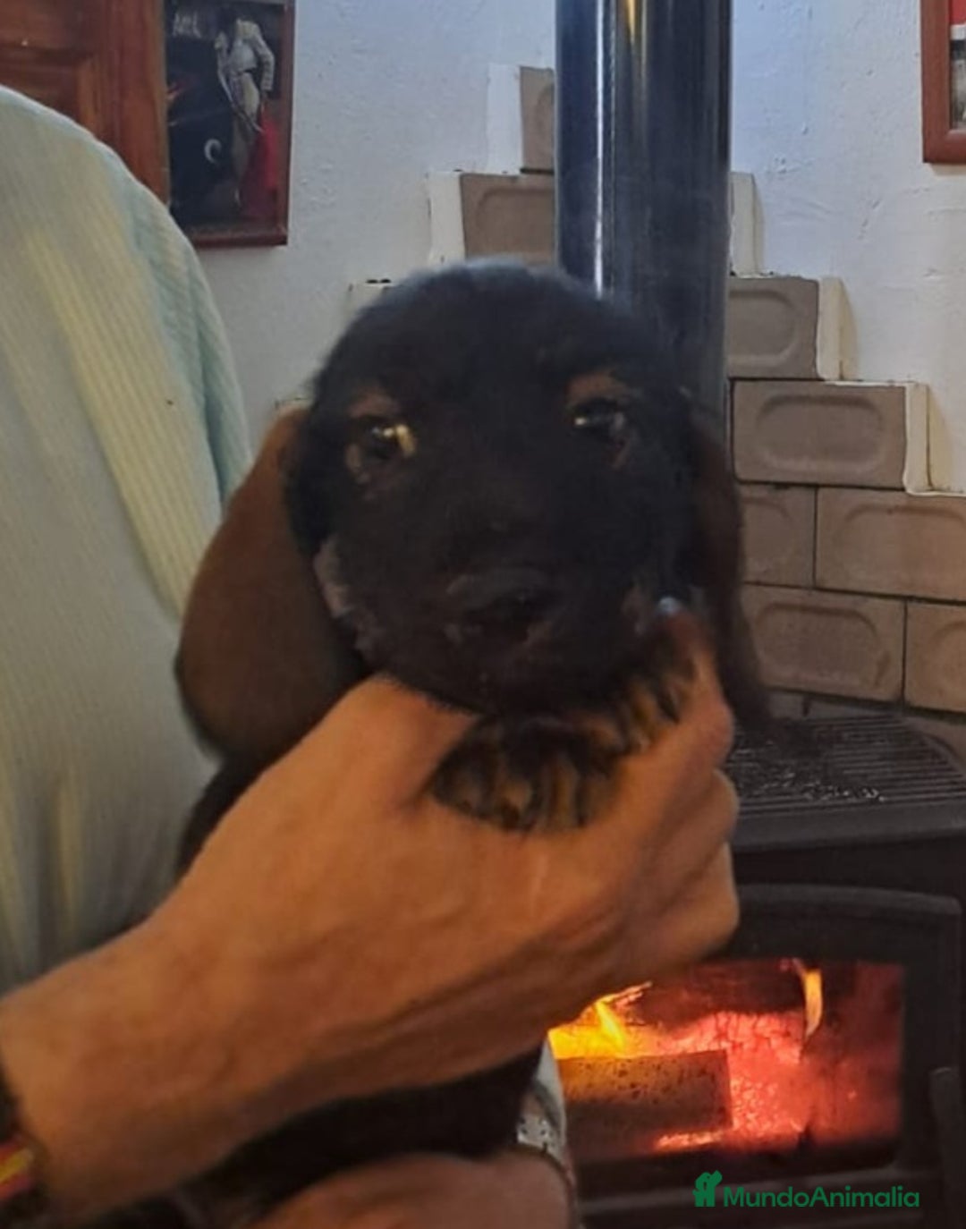Teckel perros en venta: Teckel cachorros - Anuncio 5