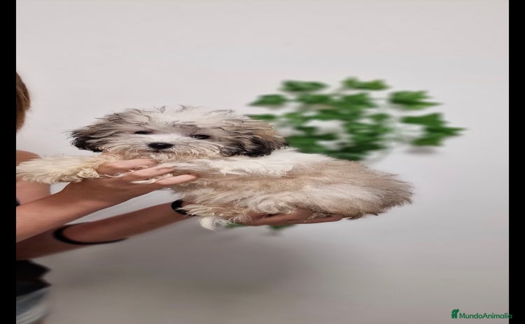 Caniche Toy perros - Anuncio 4