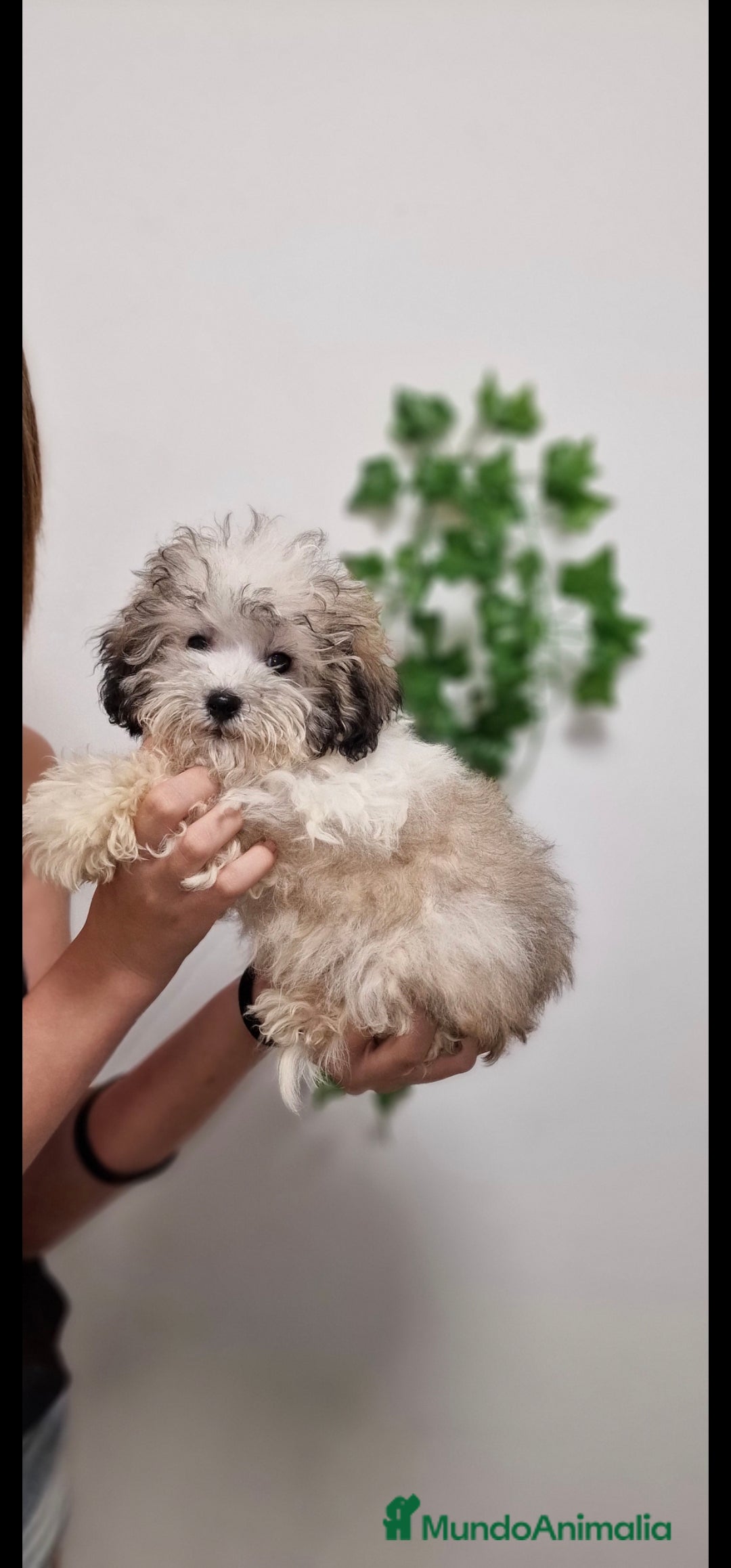 Caniche Toy perros en venta: CANICHE TOY PARTICOLOR MACHOS - Imagen 1