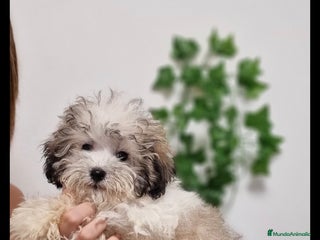 Caniche Toy perros - Anuncio 8